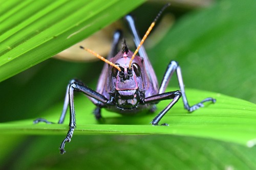a red-winged grasshopper sits perched on a leaf